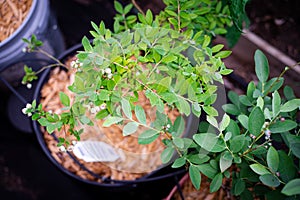 Row of blueberry bush plant growing in container pot with green fruit cluster plant labels, tube irrigation system, wooden mulch