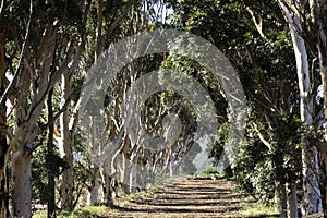 Row of bluegum trees