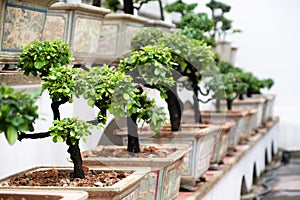 Row of bonsai trees