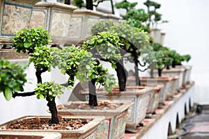 Row of bonsai trees photo