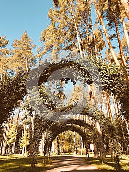 A row of botanical gates in Irpin`s Central Park - IRPIN - KYIV - UKRAINE