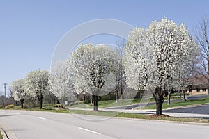 Row of Bradford Pear Trees in Spring