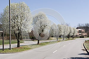 Row of Bradford Pear Trees in Spring