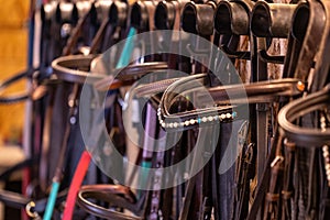 Row of bridles in a tack room on a horse riding farm