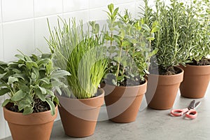 Row of brown terracotta pots with fresh herbs