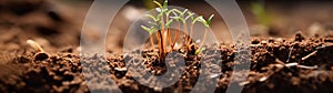 Row of Budding Sprouts Out of Moist Soil - Generative AI