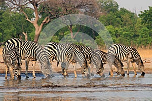 A row of Burchell Zebra with heads down taking a drink from a waterhole in Makololo, Hwange National Park, Zimbabwe photo