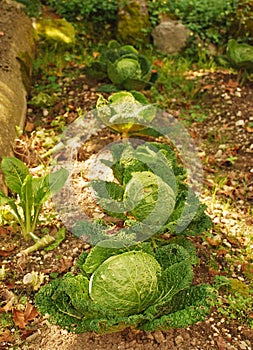 Row of Cabbages in Orto photo