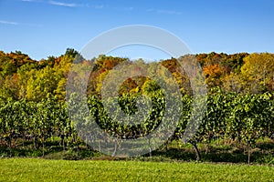 Row of Cabernet Franc Vines Loaded with Ripen Grapes Against Colorful Fall Foliage and Blue Sky #2