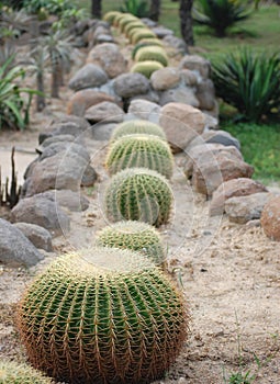 Row of cactus plants