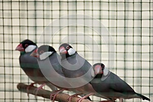 A row of caged red beaked birds sat on their perch.