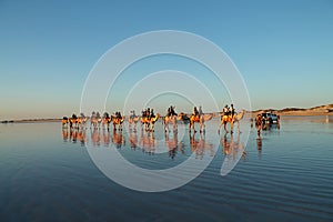 Row of camels on beach at Broome, Western Australia