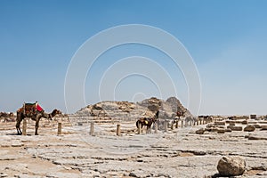 A row of camels and horses waiting for tourists in the Giza pyramid complex, an archaeological site on the Giza Plateau, on the