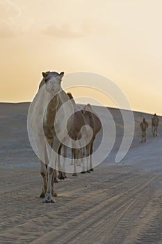 Row of camels walking a road at sunset in the desert artistic co