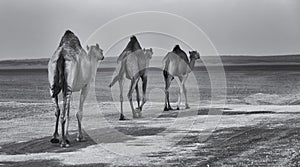 Row of camels walking a road at sunset in the desert artistic conversion