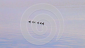 Row of canadian geese in a lake