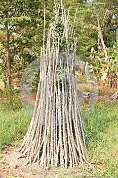 Row of cassava tree
