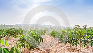 Row of cassava tree in field. Growing cassava, young shoots growing.