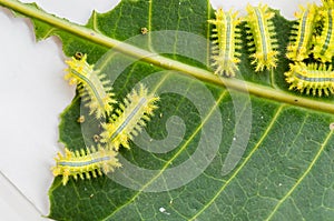 Row of caterpillar eating leaf