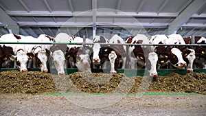 Row of cattle chewing fodder at milk factory. Curious cows look into camera eating hay on modern dairy farm. Herd of