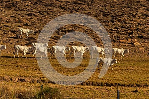 A row of cattle grazing.