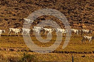 A row of cattle grazing.