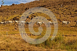 A row of cattle grazing.