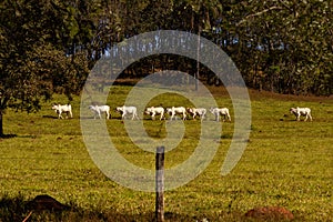 A row of cattle, grazing along a landscape.