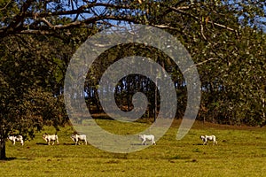 A row of cattle, grazing along a landscape.