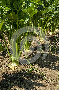 Row of Celery plant growing in the vegetable garden. Celery is a marshland plant in the family Apiaceae