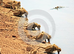 A row of chacma baboon with heads down drinking from the Luangwa river in Zambia