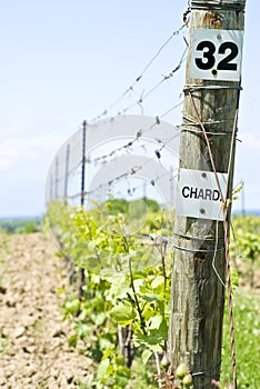 Row of Chardonnay Vines photo