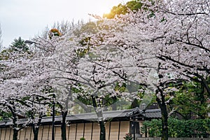 Row of Cherry blossom in spring, Tokyo in Japan.