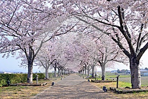 Row of cherry blossom trees