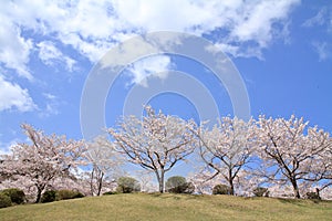 Row of cherry blossom trees at Higashi Izu cross country course