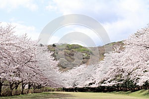 Row of cherry blossom trees at Higashi Izu cross country course