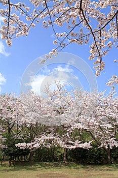 Row of cherry blossom trees at Higashi Izu cross country course