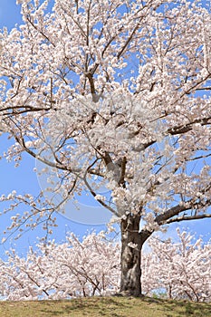 Row of cherry blossom trees at Higashi Izu cross country course