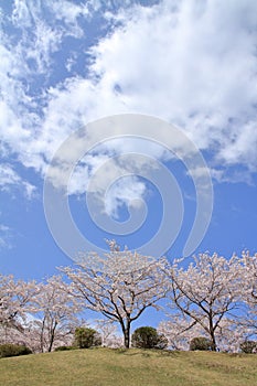 Row of cherry blossom trees at Higashi Izu cross country course