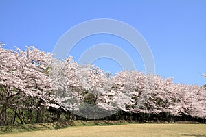 Row of cherry blossom trees at Higashi Izu cross country course