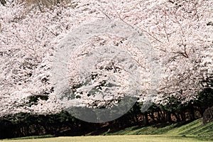 Row of cherry blossom trees at Higashi Izu cross country course