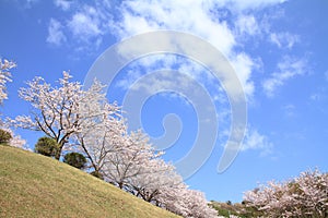 Row of cherry blossom trees at Higashi Izu cross country course