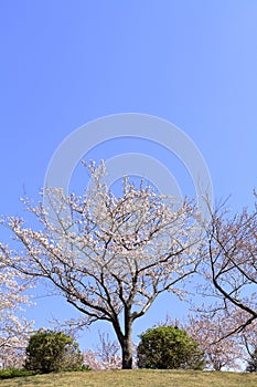 Row of cherry blossom trees at Inatori highland