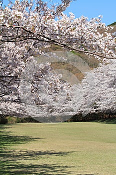 Row of cherry blossom trees in Izu