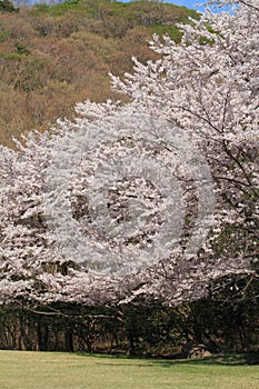 Row of cherry blossom trees in Izu, Shizuoka