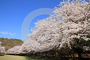 Row of cherry blossom trees in Izu photo