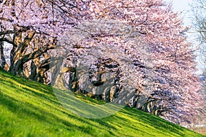 Row of Cherry blossoms trees in spring, Kyoto in Japan.