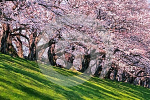 Row of Cherry blossoms trees in spring, Kyoto in Japan
