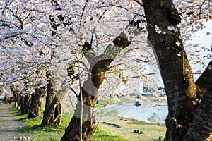 Row of Cherry Trees