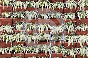 Row of Chlorophytum bichetii